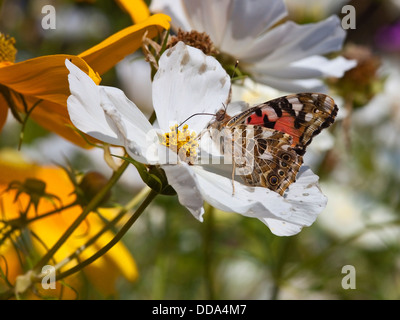 Une belle dame papillon, nom latin Cynthia cardui se nourrissent d'une fleur cosmos blanc à la fin de l'été Banque D'Images