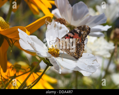 Un papillon belle dame Cynthia cardui, nom latin de fleurs cosmos Banque D'Images