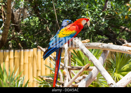 Cet oiseau est un ara rouge. Il est originaire du Mexique, Amérique Centrale et du Sud. Dans l'arrière-plan est un Ara hyacinthe. Banque D'Images