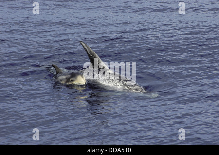 Mère et son petit les dauphins de Risso, Grampus griseus, surface pour respirer. Banque D'Images