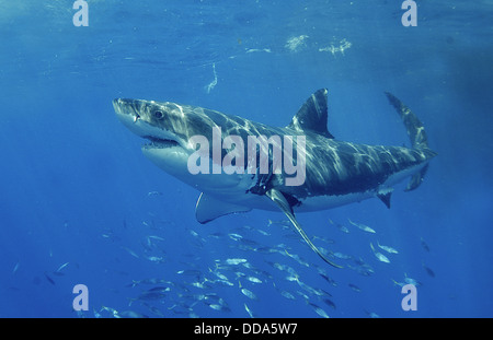 Un grand requin blanc, Carcharadon carcarias, natation. Banque D'Images