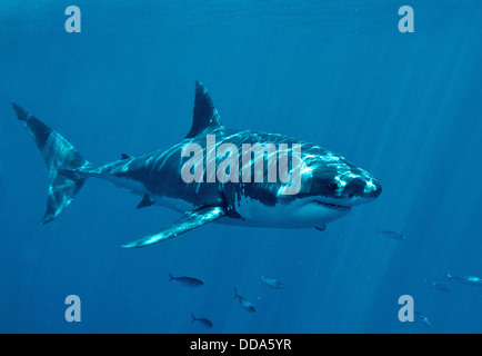 Un grand requin blanc, Carcharadon carcarias, natation. Banque D'Images