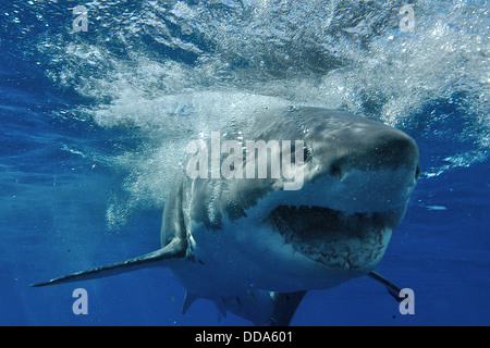 Un grand requin blanc, Carcharadon carcarias, natation. Banque D'Images