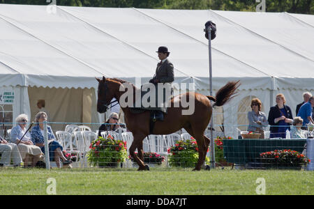 Weedon, España. Août 29, 2013. Comté de Bucks Show. Une dame à cheval sur le côté sur son cheval. © Scott Carruthers/Alamy Banque D'Images