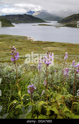 Le laiteron bleu alpin Cicerbita alpina et Aconit napel Aconitum napellus à 1400m surplombant le lac Bygdin , Banque D'Images