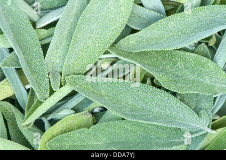 Les feuilles de la seeas texture background Banque D'Images