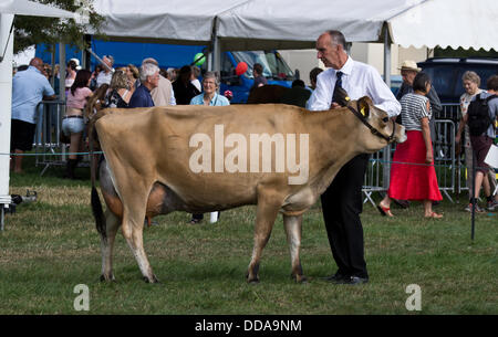 Comté de Bucks Show Weedon Weedon, Parc, le 29 août 2013. La Jersey sur l'exposition. Banque D'Images