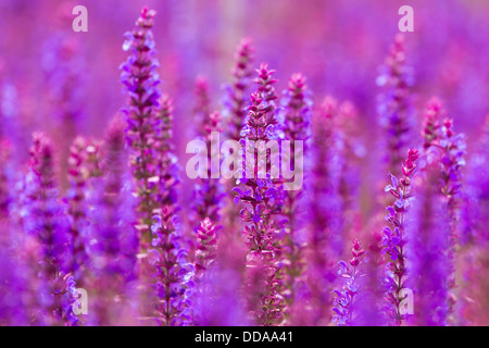 Belles fleurs mauve lupins sauvages Banque D'Images