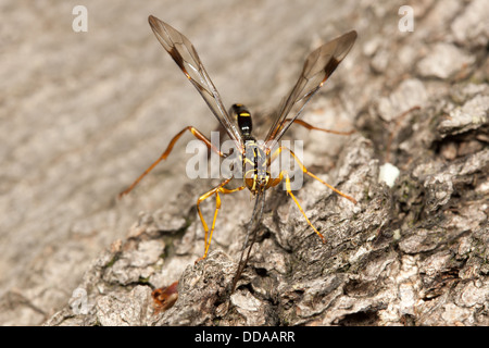 Un homme mouche Ichneumon géant (Megarhyssa macrurus) wasp recherche les femelles adoptent à l'intérieur d'un journal sur les larves de Magyar à Pigeon. Banque D'Images