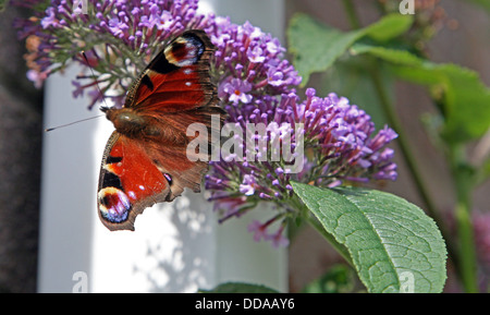 Papillon rouge sur budlia Banque D'Images