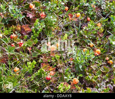 Plaquebière Rubus chamaemorus dans une tourbière à sphaignes humides dans le centre de la Norvège avec une bonne récolte de fruits orange mûrs savoureux Banque D'Images