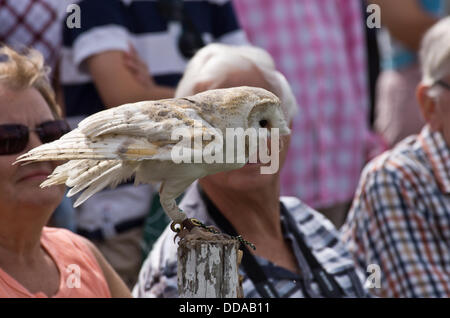 Comté de Bucks Show. Simple vers le bas la fauconnerie afficher leurs oiseaux de proie. Une chouette effraie se trouve sur un poste en attente d'être appelé. Banque D'Images