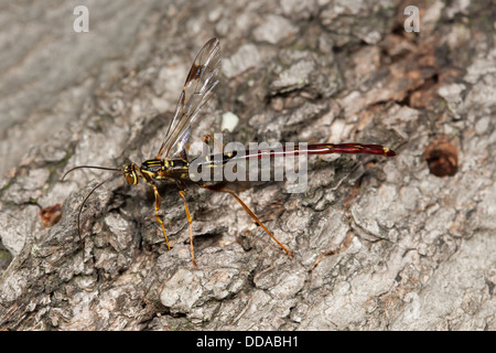 Un homme mouche Ichneumon géant (Megarhyssa macrurus) wasp recherche les femelles adoptent à l'intérieur d'un journal sur les larves de Magyar à Pigeon. Banque D'Images