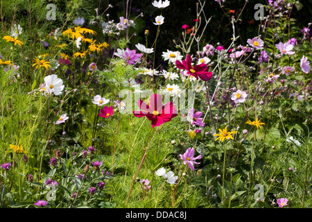 Fleurs dans un cottage anglais jardin. Banque D'Images