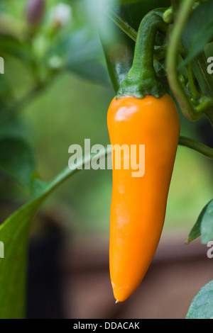 Capsicum annum 'carotte' bulgare. De plus en plus de piment sur plante dans un environnement protégé. Banque D'Images