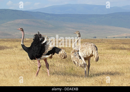 Un couple d'autruches (Struthio camelus) se reproduisent dans la Ngorongoro Conservation Area, Tanzania Banque D'Images