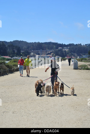 Professional Dog walker marche troupeau de chiens à crissy field dans le quartier du port de plaisance Banque D'Images