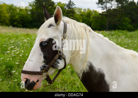 Tête d'un cheval aux yeux bleus dans un champ pays de l'ontario Banque D'Images