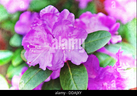 C'est un gros plan de la fleur pourpre azalea dans l'art numérique pour un type plus abstrait, se sentir plein de texture et couleur. Banque D'Images