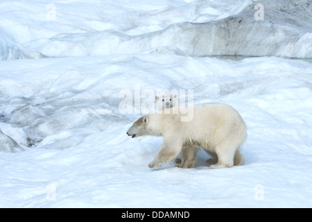 Mère ours polaire avec un deux ans cub (Ursus maritimus), l'île Wrangel, en Russie Banque D'Images