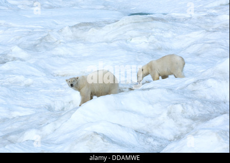 Mère ours polaire avec un deux ans cub (Ursus maritimus), l'île Wrangel, en Russie Banque D'Images