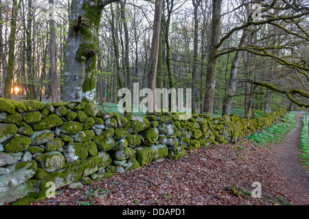 Mur en pierre sèche, Rådasjöns Naturreservat, Mölnlycke, Suède Banque D'Images