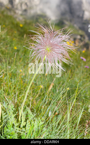 D'une Alpine Pasqueflower Seedhead Banque D'Images