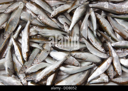 Sombre commun, sombre (Alburnus alburnus) Banque D'Images