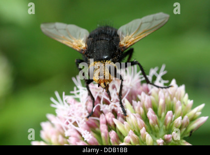 Tachinaire géant (Tachina grossa) se nourrissent d'une fleur d'agrimony-chanvre Banque D'Images