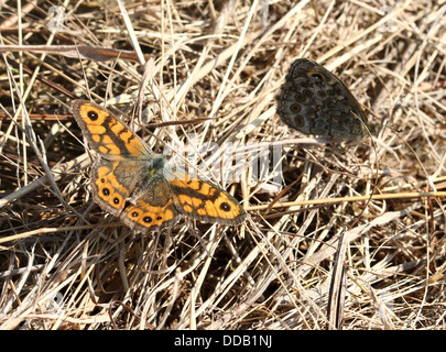 Mur mâle et femelle brown ou mural Papillon (Lasiommata megera) ensemble dans l'herbe Banque D'Images