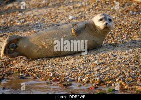 Phoque commun, Phoca vitulina, adulte seul couché sur plage de galets. Prises en septembre. Norfolk, Royaume-Uni. Banque D'Images