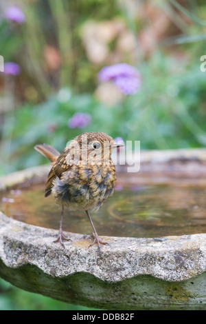 Véritable Robin juvéniles sur un bain d'oiseaux Banque D'Images