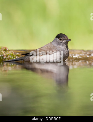 Homme black cap (Sylvia atricapilla) reflète dans une piscine des forêts Banque D'Images