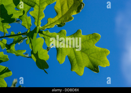 Feuilles de chêne (Quercus robur) contre le ciel bleu Banque D'Images