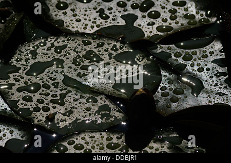 Les gouttes d'eau feuilles de lotus Banque D'Images