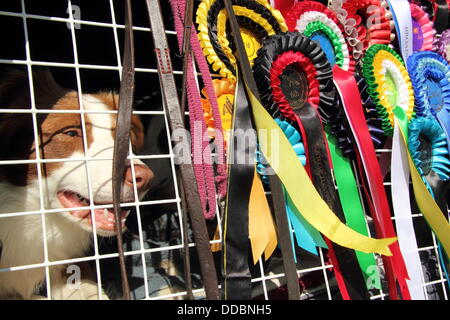 Le Derbyshire, Royaume-Uni. Août 30, 2013. 30 août 2013. Visiteur canine à Chatsworth Country Fair. Plus de 90 000 personnes sont attendues à la foire sur trois jours (vendredi 30 août - 1 sept.) Sun pour une célébration d'activités traditionnelles de pays britannique et showground d'amusement répartis sur 100 hectares de parc et comprend plus de 300 stands commerciaux. Faits saillants comprennent une fine food village, foire traditionnelle, la danse de JCB Diggers, le Royal Horse Artillery et Kings Troop Crédit : Deborah Vernon/Alamy Live News Banque D'Images