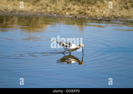 L'Avocette d'Amérique (Recurvirostra americana) beaux oiseaux colorés, trempant dans l'eau Projet de loi long bleu, avec mise en miroir de la réflexion. Banque D'Images