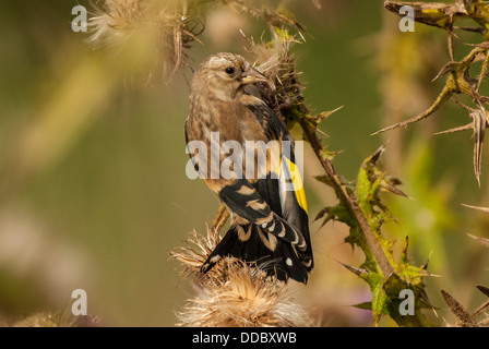 Chardonneret mineur sur Thistle en close-up. Banque D'Images