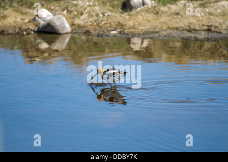 L'Avocette d'Amérique (Recurvirostra americana) beaux oiseaux colorés, trempant dans l'eau Projet de loi long bleu, avec mise en miroir de la réflexion. Banque D'Images