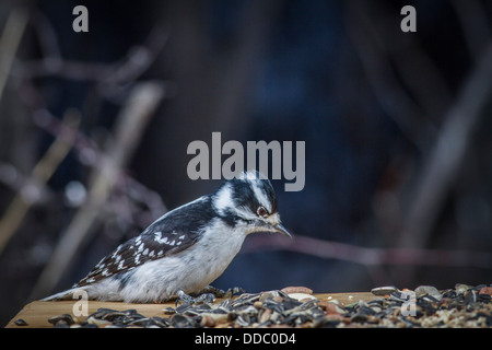 Pic mineur (Picoides villosus) jolie couleur noir et blanc portrait féminin, à une cour d'alimentation, vérifier l'alimentation. Banque D'Images