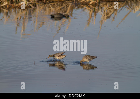 La Barge marbrée (Limosa fedoa) une paire, à la recherche de nourriture et d'alimentation dans une prairie slough. Parfait reflet dans l'eau bleue Banque D'Images