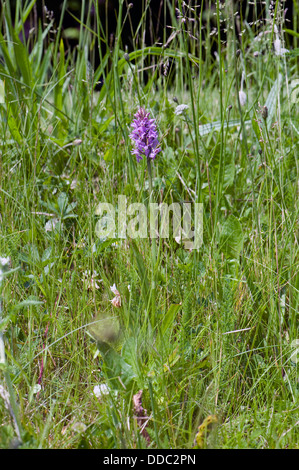 La commune, d'orchidées Dactylorhiza fuchsii, la floraison en épi de prairie rugueuse Banque D'Images