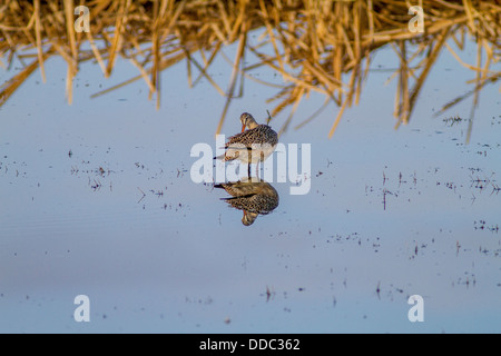 La Barge marbrée (Limosa fedoa) nettoyage et de lissage, avec reflet dans l'eau bleue, dans une prairie slough parmi les roseaux Banque D'Images