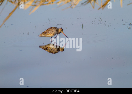 La Barge marbrée (Limosa fedoa) Nettoyage et grattage, avec reflet dans l'eau bleue, dans une prairie slough parmi les roseaux Banque D'Images