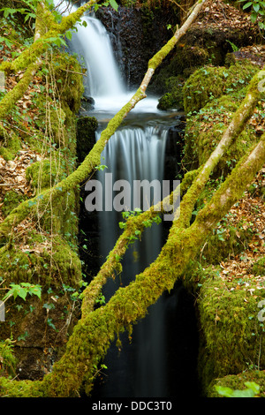 Green Woodland Waterfall Banque D'Images