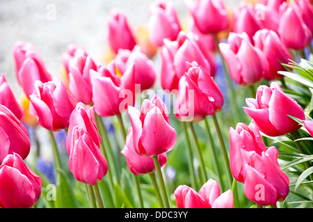 De mer colorés magnifiques tulipes en pleine floraison Banque D'Images
