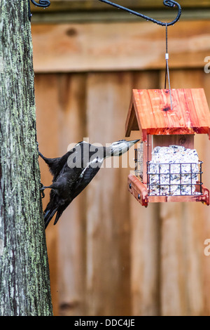 Grand Pic (Dryocopus pileatus) grand oiseau à crête rouge coloré s'étendant jusqu'à obtenir de la nourriture de backyard suet d'alimentation. Banque D'Images