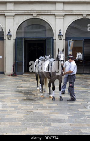 Chevaux lipizzans de traverser la cour pour commencer la formation à l'École d'équitation espagnole à Vienne Banque D'Images