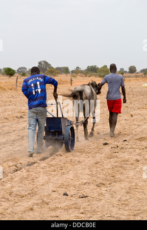 La culture du mil. À l'aide d'une défonceuse du sol, le compost et les engrais peuvent être rapidement placé en longues rangées, attendant les graines. Banque D'Images