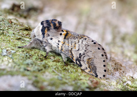 Furcula bifida - chaton peuplier Banque D'Images